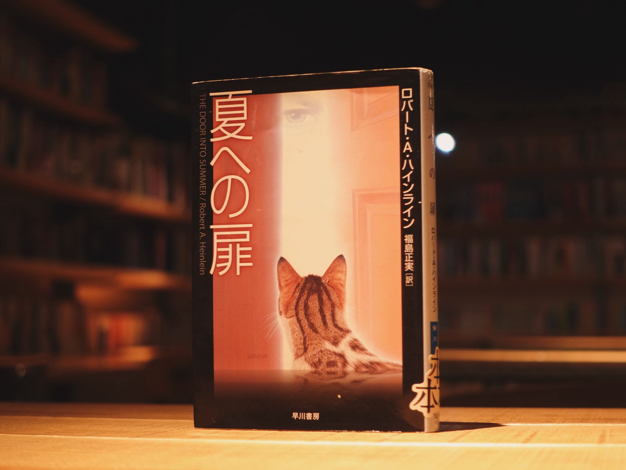 猫なんか呼んでもこない/杉作